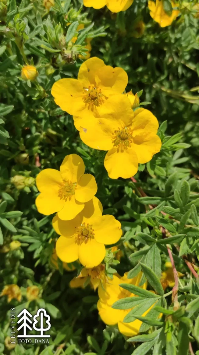 Potentilla fruticosa    'Goldfinger'